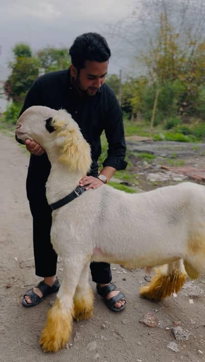 Mundra chatra lakha gulabi