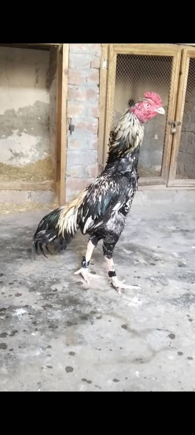 high quality aseel bird for sale healthy and active