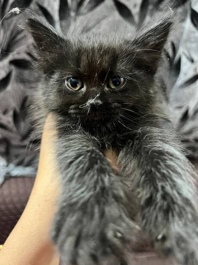 Kittens | Persian Kittens | Triple Coated Kittens For Sale