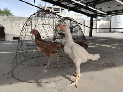 100% pure German shamo Females