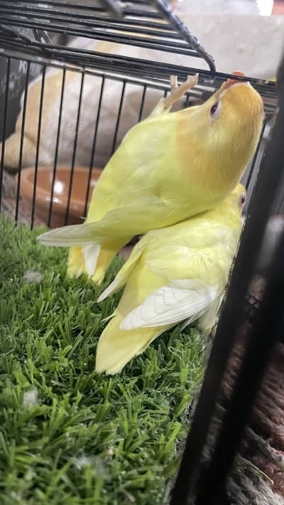 Love Birds Cremino Opline for sale available