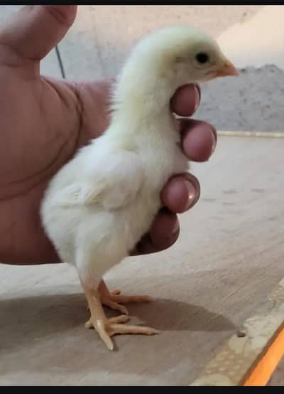 shamo and dragon aseel chicks