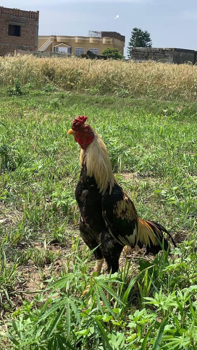 bhot acha patha ha jis ko smj ay rabta kry