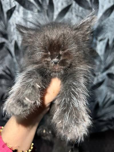 Persian Kittens | Kittens | Triple Coated Kittens For Sale