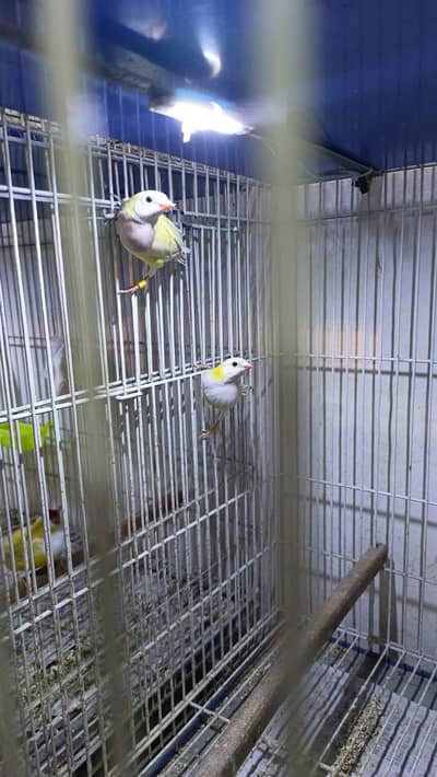 Gouldian pair and lovebirds