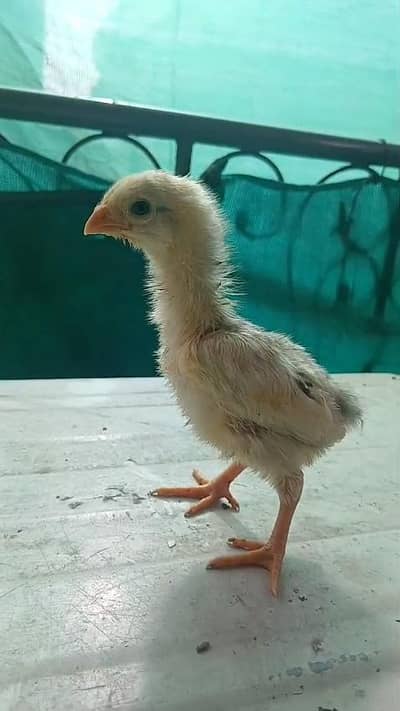 German king white shamo