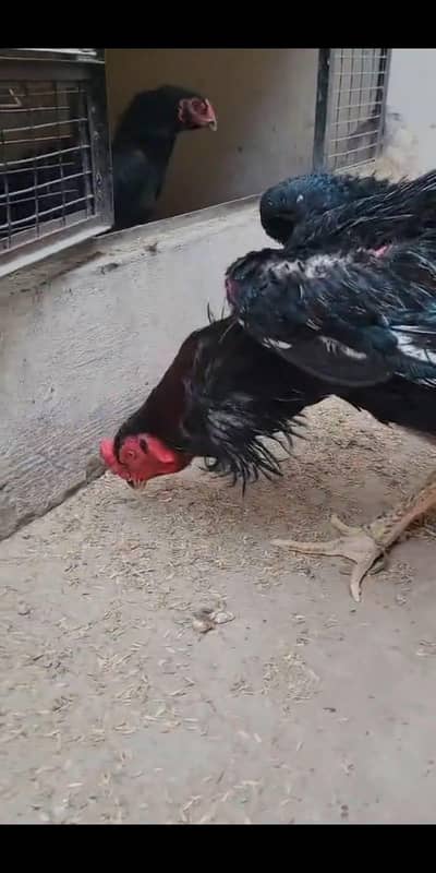 high Qulaties chicks