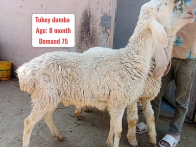 sheep | Chatra | Bakra | Kajla | Mundra | Goat | Qurbani 2026 | بکرا