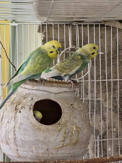 RAINBOW AND RAINBOW WORKING BIRDS AVAILABLE