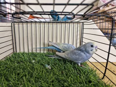 RAINBOW AND RAINBOW WORKING BIRDS AVAILABLE