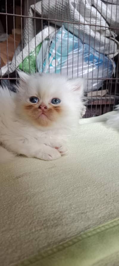 Persian Male kitten