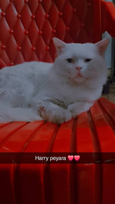 Male cat . . . . . Awesome. . . 