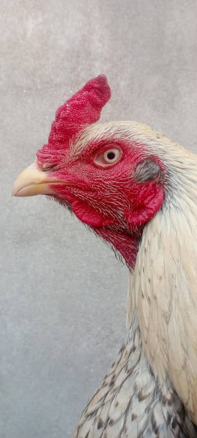 Aseel shajra murgha  Whatsapp 03261153600