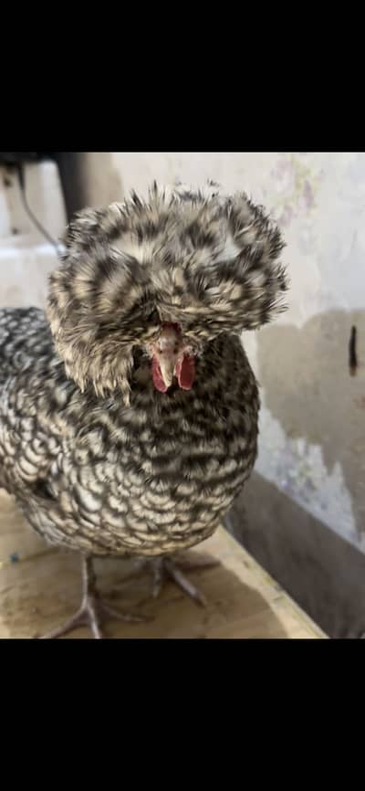 Coco Polish Chicks available