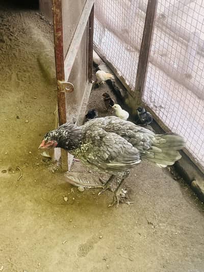 Pure Mianwali Aseel Murgi with 6 Active Chicks (2 Weeks Old)