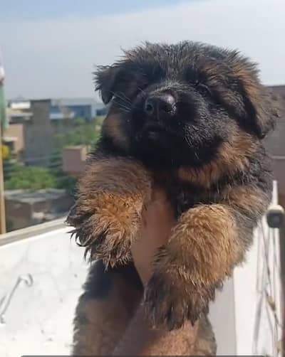 Long coat high quality Gsd Female Puppy