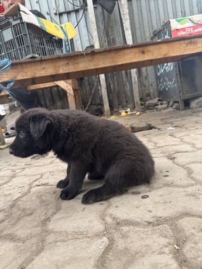 Black german shepherd vaccined done