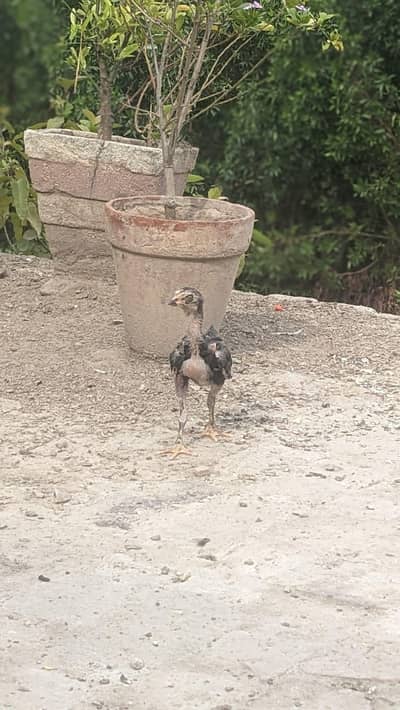 pure quality chick's  of age 2.5 months aseel