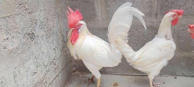 Egg laying Hens and Murga