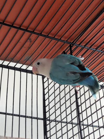 Blue Opaline Lovebirds