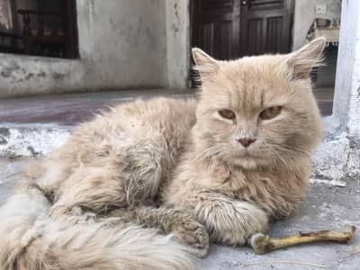 urgent sale krni hai