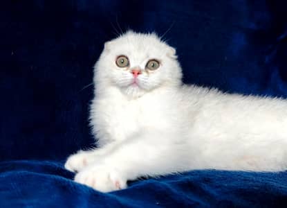Scottish fold