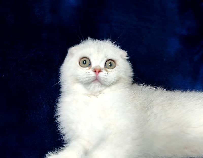 Scottish fold 1