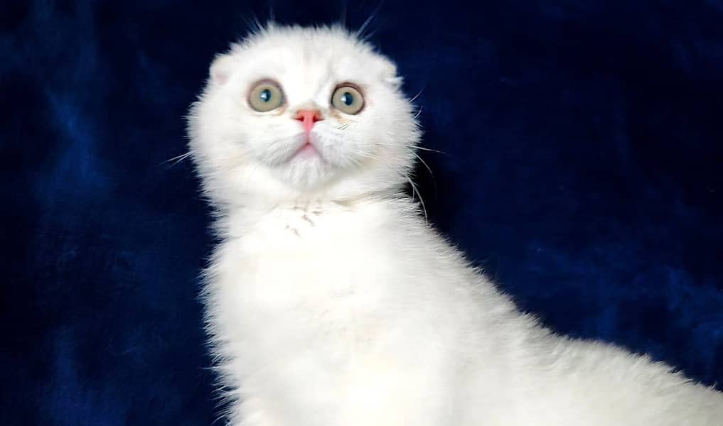 Scottish fold 3