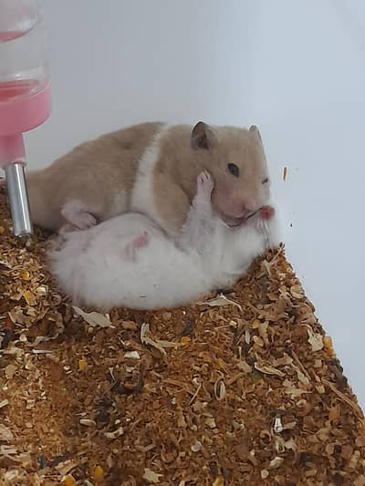 Hamster pair
