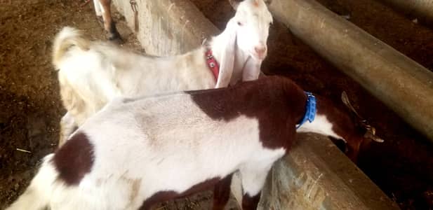 QUBANI KE BAKRE MUNASIB RATE PER (58000,58000,38000)