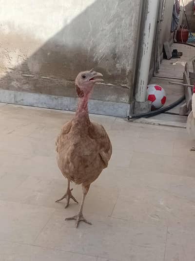 pure egg laying turkey female