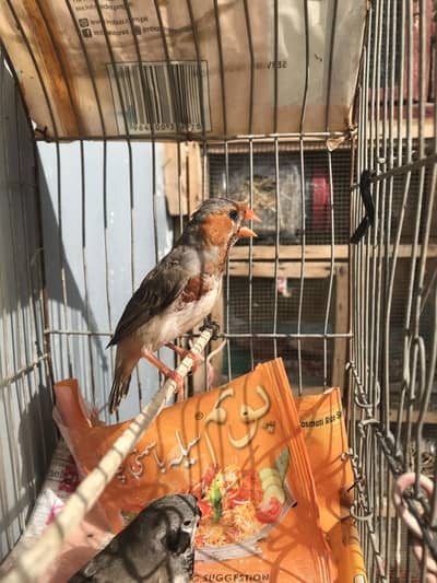 2B male Haf orange male