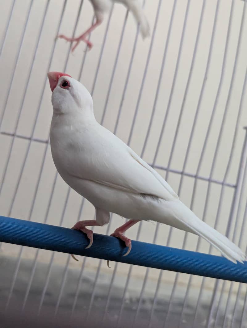 Java finches 0