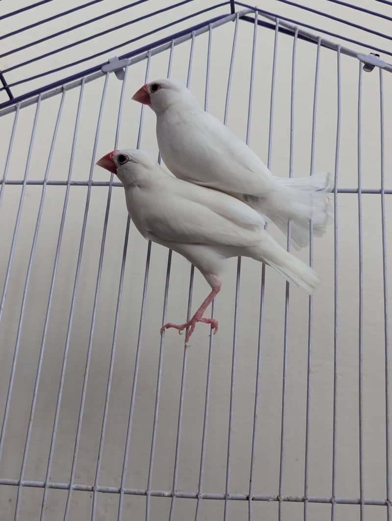 Java finches 1
