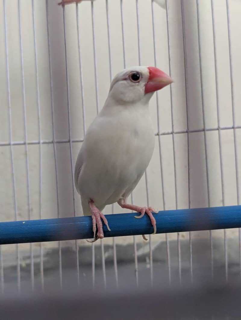 Java finches 2