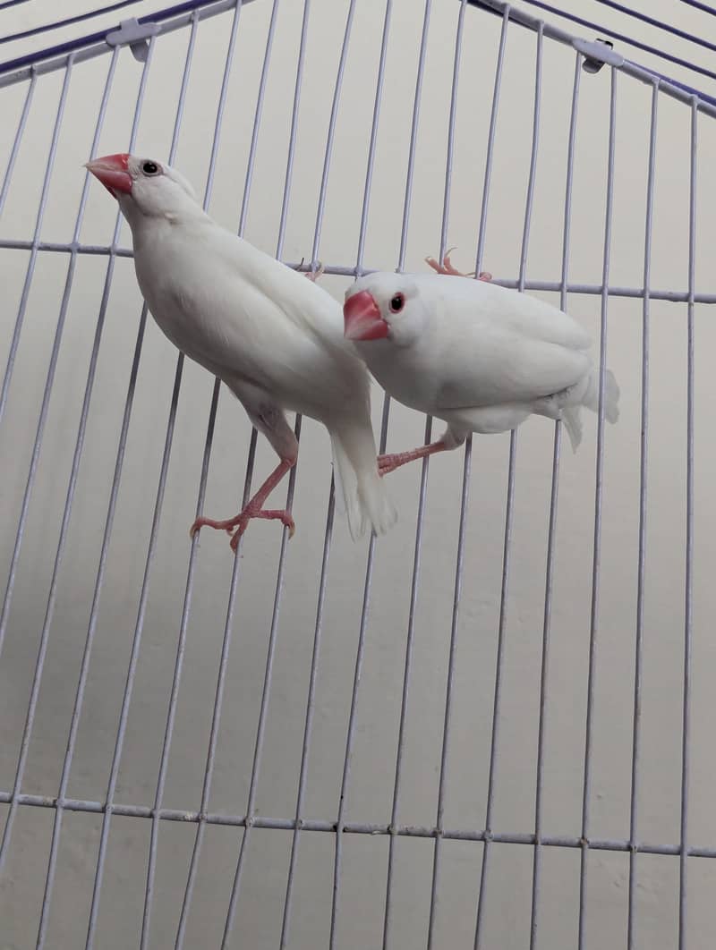 Java finches 3
