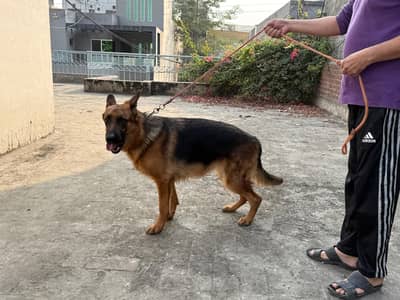 German shepherd female