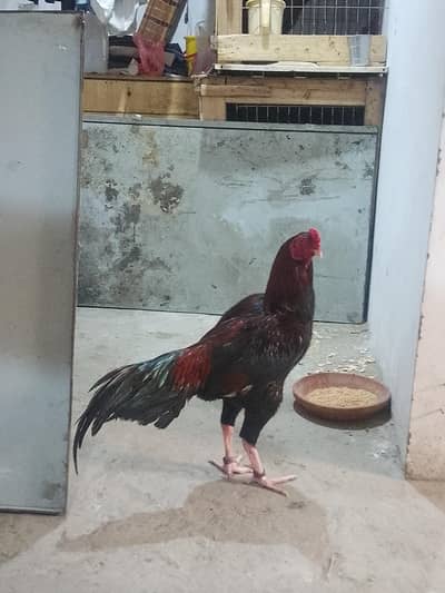 High quality aseel morga