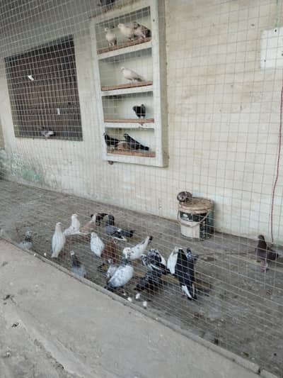 kbaoter for sale and exchange available with fancy pairs