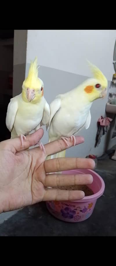 handtam cream cocktail pair