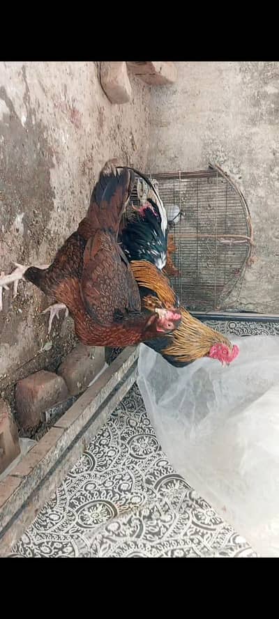 Aseel pair and desi set and desi chick exchange or for sale