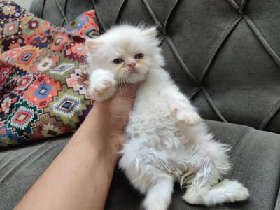 Persian cat/ kitten/ punch face/ doll face/ / triple coat  kitten
