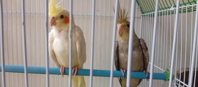 Cockatiel bird