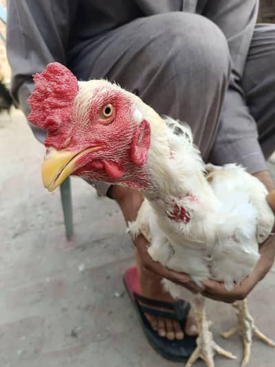 Heera Aseel for sale