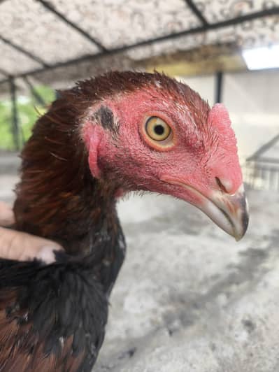 lakha mushka aseel patha for sale high quality nar