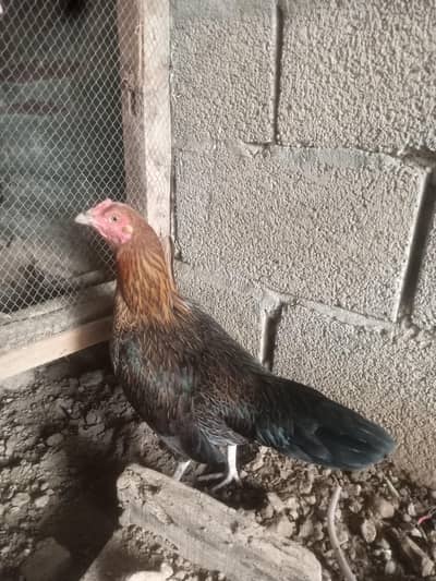 pure aseel murghi argent sale kar Raha hu sasti