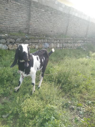 Punjabi bakri