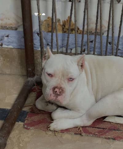 Pittbull pair available for sale