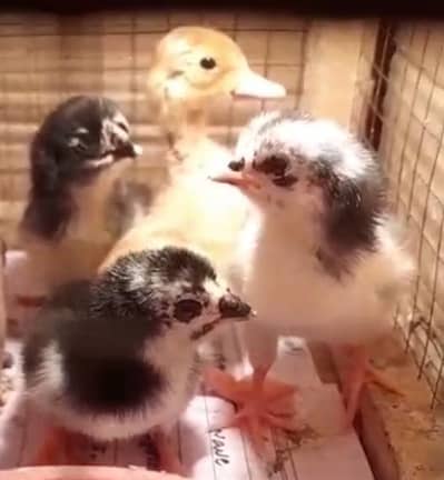 pure mianwali aseel chicks