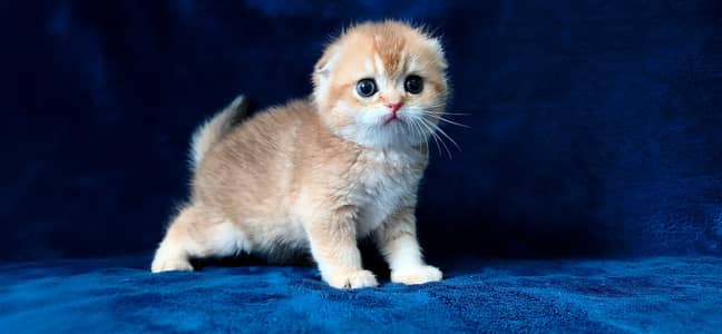 Scottish fold
